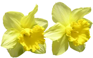 Vibrant Yellow Daffodils PNG Image