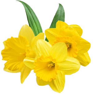 Daffodil Png Free Background - Transparent Background Daffodil Png, Png Download PNG image with transparent background