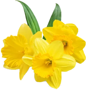 Vibrant Yellow Daffodils Transparent Background PNG Image