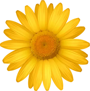 Vibrant Yellow Daisy Black Background.jpg PNG Image