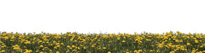Yellow Flower Field Transparent , Png Download - Yellow Flower Field Transparent, Png Download PNG image with transparent background