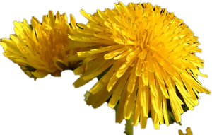 Dandelion, HD Png Download PNG