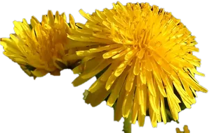 Vibrant Yellow Dandelions PNG Image