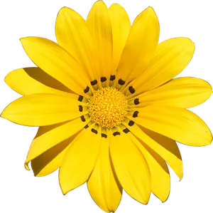 Vibrant Yellow Flower Black Background PNG Image