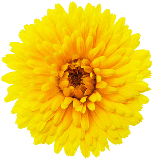 Png Single Flower - Single Flower Images Png, Transparent Png PNG
