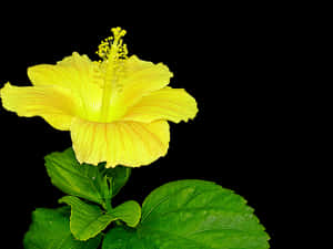 Vibrant Yellow Hibiscus Flower PNG with transparent background