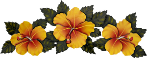 Vibrant Yellow Hibiscus Flowers PNG image with transparent background