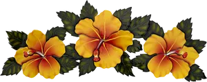 Vibrant Yellow Hibiscus Flowers PNG Image