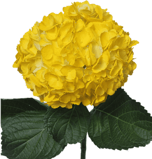 Tinted Dark Yellow - Hydrangea, HD Png Download PNG image with transparent background