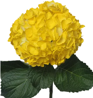 Vibrant Yellow Hydrangea Bloom PNG Image