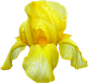 Yellow Iris - Yellow Iris Flower, HD Png Download PNG with transparent background