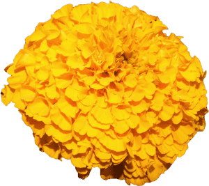 Mexican Marigold Flower Yellow - Transparent Marigold Garland Png, Png Download PNG image with transparent background