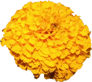 Vibrant Yellow Marigold Bloom PNG Image