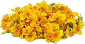 Marigold Png File - Marigold Png PNG image with transparent background