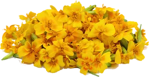 Vibrant Yellow Marigold Cluster.png PNG Image