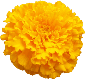 Marigold Png Photo - Transparent Marigold Flower Png, Png Download PNG image with transparent background