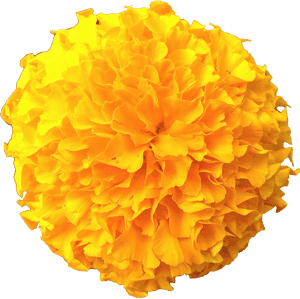 Marigold Flowers Png Pic Clipart Image - Transparent Marigold Flower Png, Png Download PNG image with transparent background