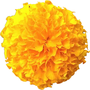 Vibrant Yellow Marigold Flower.png PNG Image