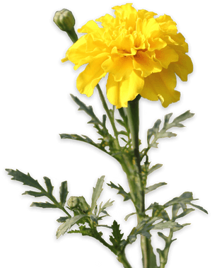 Transparent Marigolds Clipart - Marigolds Clipart Sticker, HD Png Download PNG image with transparent background