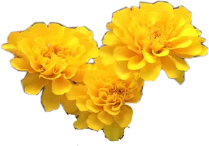 Vibrant Yellow Marigolds Black Background PNG Image