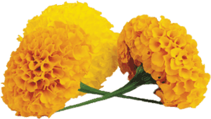 Marigold Transparent Png - Marigold Png PNG image with transparent background