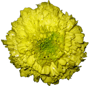 Marigold Flower Png, Transparent Png PNG image with transparent background