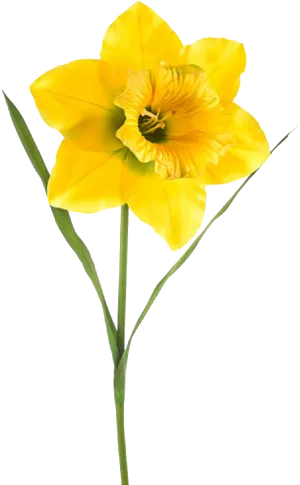 Vibrant Yellow Narcissus Flower PNG Image