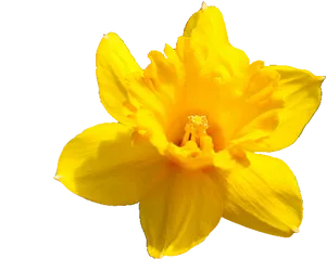 Vibrant Yellow Narcissus Flower PNG Image