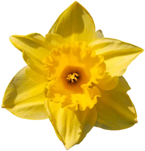 Vibrant Yellow Narcissus Flower PNG Image