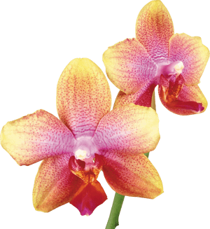 Pink Yellow Orchid, HD Png Download PNG image with transparent background