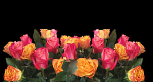 Vibrant Yellow Pink Roses Black Background PNG image with transparent background