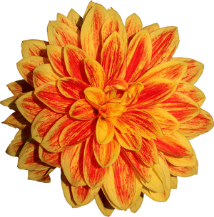 Dahlia Flower Png Image - Orange Dahlia Flower Png, Transparent Png PNG image with transparent background