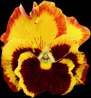 Vibrant Yellow Red Pansy Flower PNG image with transparent background