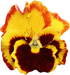 Vibrant Yellow Red Pansy Flower PNG image with transparent background