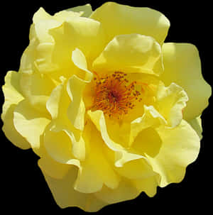 Vibrant Yellow Rose Isolated PNG image with transparent background