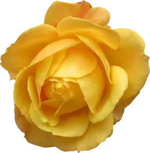 Vibrant Yellow Rose Isolated.png PNG Image