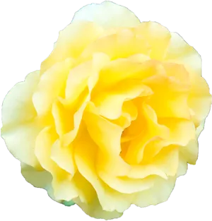 Vibrant Yellow Rose Isolated PNG Image