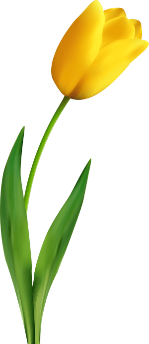 Tulip Transparent Yellow - Yellow Tulip Transparent Background, HD Png Download PNG image with transparent background