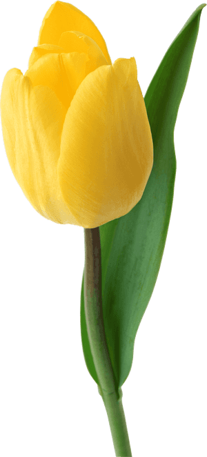 Png Tulip Flower, Transparent Png PNG with transparent background