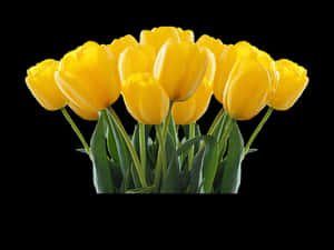 Vibrant Yellow Tulips Black Background PNG image with transparent background