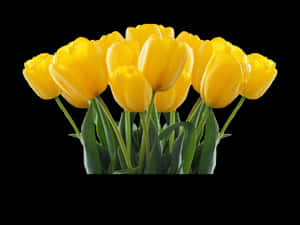 Vibrant Yellow Tulips Black Background PNG image with transparent background