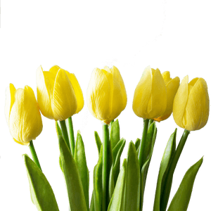 Yellow Tulips Png Free Images - Yellow Tulips Png, Transparent Png PNG with transparent background