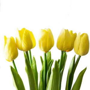 Vibrant Yellow Tulipson Grey PNG Image