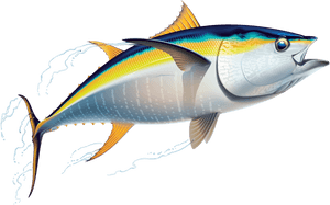 Transparent Fish Clipart - Tuna Clipart, HD Png Download PNG