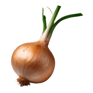 Vidalia Onion PNG 06122024 PNG image with transparent background