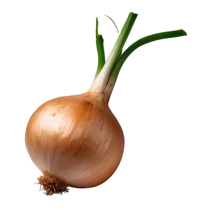 Vidalia Onion Png 06122024 PNG Image