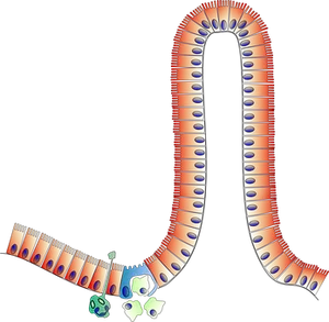 Villus_ Structure_ Diagram PNG Image