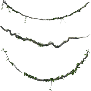 Vine_ Pattern_ Transparent_ Background PNG image with transparent background