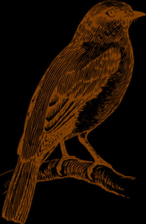 Vintage Bird Illustration Brown Black Background PNG image with transparent background