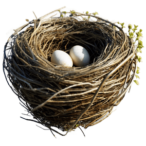 Vintage Bird Nest PNG 06212024 PNG
